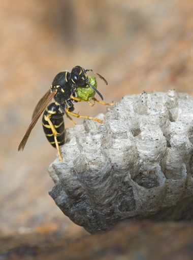 Polistes sp.